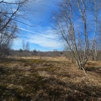10 acre Building Lot Power Available Orleans NY images 2