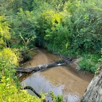 42 Acres - Inman South Carolina images 5
