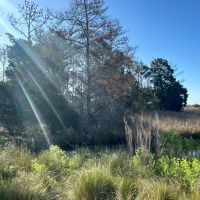 200-AC Hunting Waterfront Tract in Hyde County NC images 3