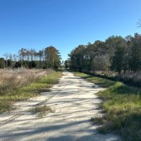 200-AC Hunting Waterfront Tract in Hyde County NC images 4