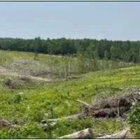 154.92 Acres in Grenada County in Coffeeville MS images 2