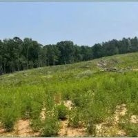 154.92 Acres in Grenada County in Coffeeville MS images 5