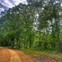 60 Acres in Holmes County in Cruger MS images 2
