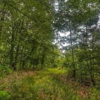 60 Acres in Holmes County in Cruger MS images 3