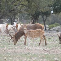 Axis buck 8 - best