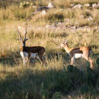 Hill Country Corporate lease - Whitetails and Exotics