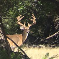 Deer7