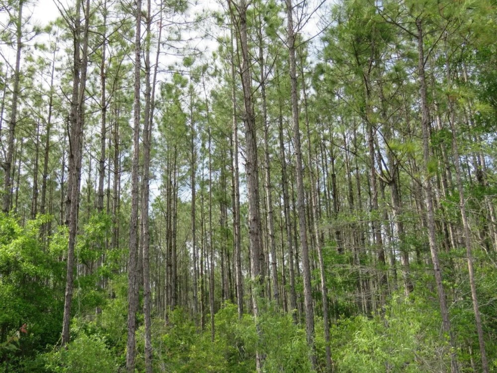 McGee Branch East Tract featured image