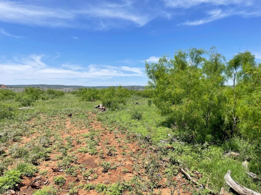 New Listing 25 Acres Taylor County featured image