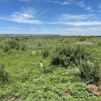 New Listing 25 Acres Taylor County images 2