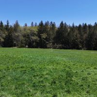 7 acres Southern Tier Hunting Land Plymouth NY images 3