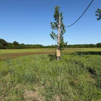 LA - Franklin 60 acres - images 2