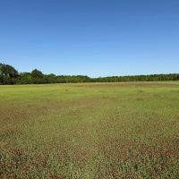 LA - Franklin 60 acres - images 3