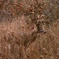 Overnight Whitetail Hunt Packages With All the Comforts of Home in South OK