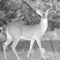 TBD County Road 382 Carlton Texas 76436