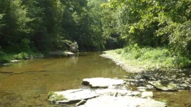 247.31 AC W CREEK THROUGH THE PROPERTY MARKETABLE TIMBER BUILDING SITES MORE featured image