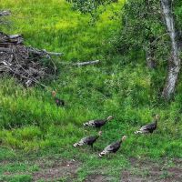 Jefferson River Sporting Ranch images 5