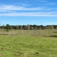 315 Acres in Jasper County in Pachuta MS images 2