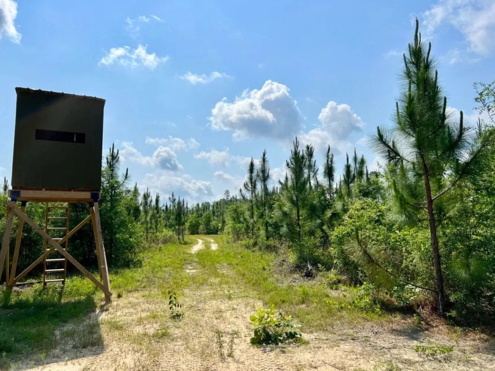 Gulfcrest Road Longleaf Timber and Hunting Investment featured image