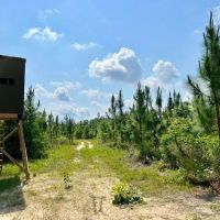 Gulfcrest Road Longleaf Timber and Hunting Investment