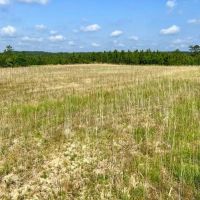Gulfcrest Road Longleaf Timber and Hunting Investment images 3