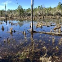 Gulfcrest Road Longleaf Timber and Hunting Investment images 5