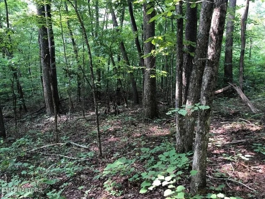 Untouched 44 acre gem in Grainger County Thorn Hill featured image