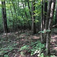 Untouched 44 acre gem in Grainger County Thorn Hill