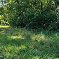Untouched 44 acre gem in Grainger County Thorn Hill images 3