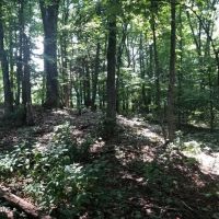 Untouched 44 acre gem in Grainger County Thorn Hill images 5