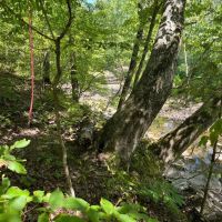 40 Acres For Sale in Leslie Ar images 2