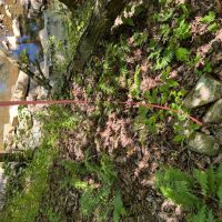 40 Acres For Sale in Leslie Ar images 3