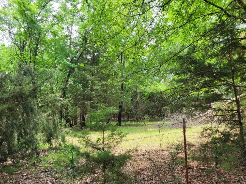 Wooded 6-Acres For Sale in Clarksville TX featured image
