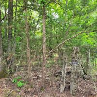 Wooded 6-Acres For Sale in Clarksville TX images 3