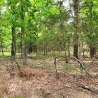 Wooded 6-Acres For Sale in Clarksville TX images 5
