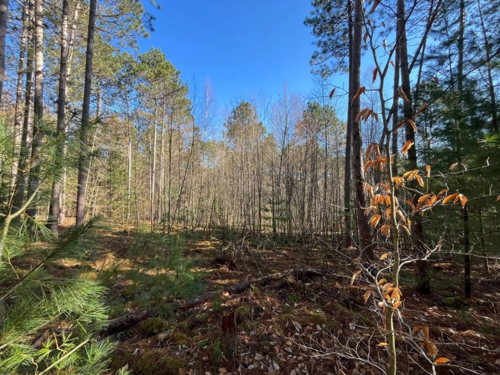 4 acre Wooded Camp Lot in Dickinson NY featured image