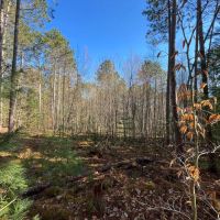 4 acre Wooded Camp Lot in Dickinson NY