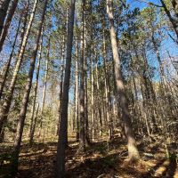 4 acre Wooded Camp Lot in Dickinson NY images 2