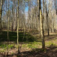 4 acre Wooded Camp Lot in Dickinson NY images 3