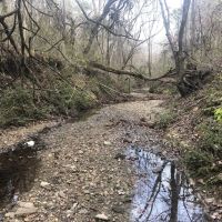 Heavily Wooded Acreage For Sale in Northeast Texas images 5