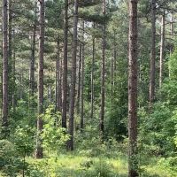 Banks County Georgia Large Acreage Tract images 2