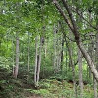 Banks County Georgia Large Acreage Tract images 3