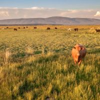 Island Ranch Pasture on the Fall River images 5