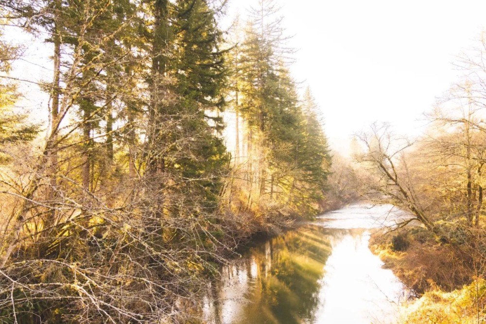 Trapp Creek featured image
