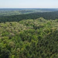 20 Acres in Pike County AR images 4