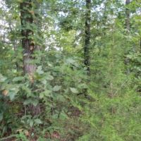 5 Ac Totally Wooded Mtn Views Secluded Close Lake images 5