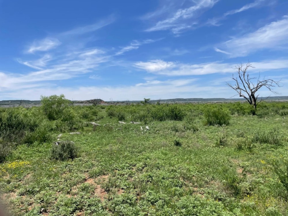 New Listing 100 Acres Taylor County featured image