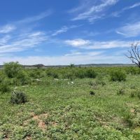 New Listing 100 Acres Taylor County