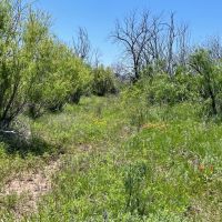 New Listing 100 Acres Taylor County images 2