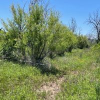 New Listing 100 Acres Taylor County images 3